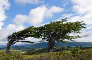 Wind-bent Trees