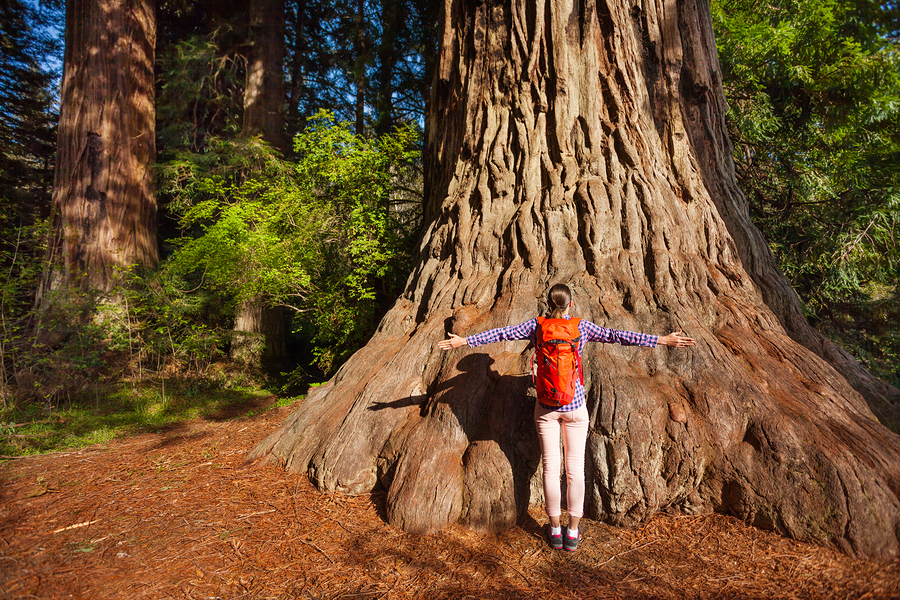 woman standing in front of a huge tree shows the concept of pulling up strength by using a technique called grounding