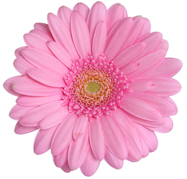 flower image 
